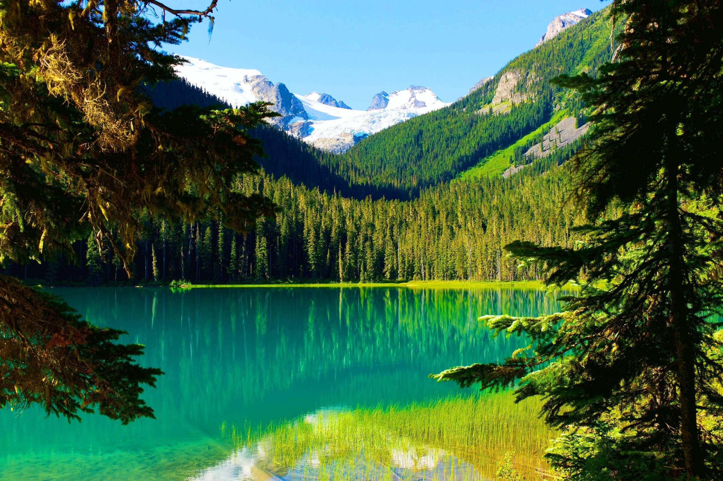 British Columbia forest landscape with mountains and native trees
